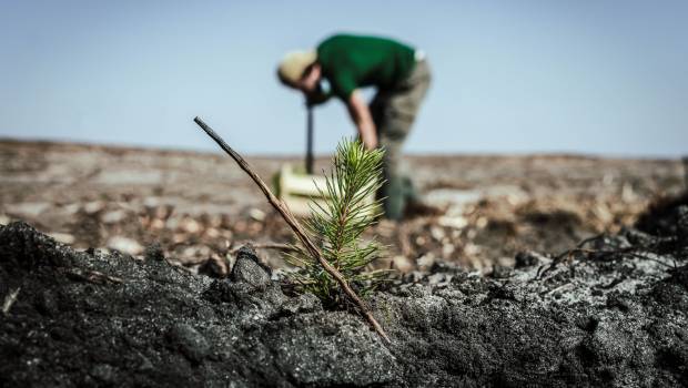 EcoTree replante 50 000 arbres dans la Sarthe
