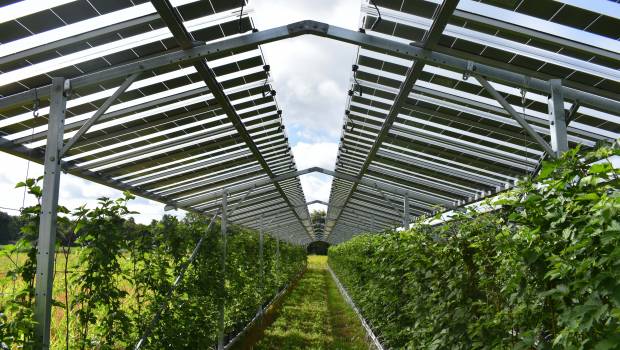 Le plus grand parc agrivoltaïque d'Europe en construction aux Pays-Bas