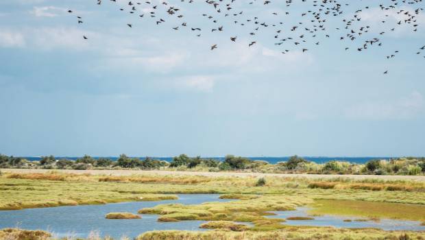 La réserve nationale de Camargue à nouveau distinguée