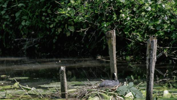 Le SyAGE : un rapport d’activités pédagogique