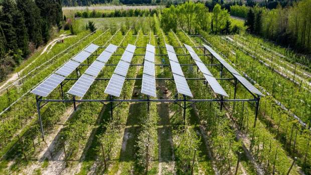 L'agrivoltaïsme, une technologie bénéfique pour les cultures arboricoles