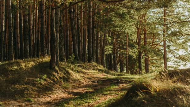 Validation nationale du référentiel FSC de gestion forestière : avant-dernière étape avant l’entrée en vigueur