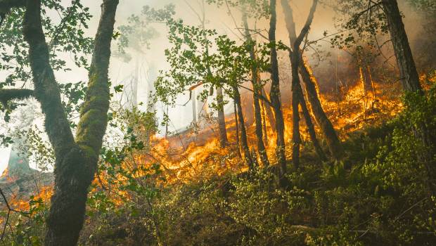 Dossier /4 | Former des experts des feux de forêts : un impératif pour la filière