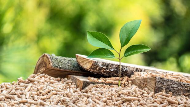 Dossier /1 | Biomasse forestière et énergie : quelles perspectives à l’horizon 2050 ?