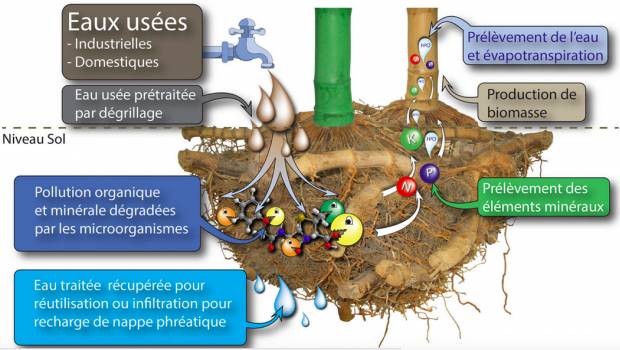 Du bambou pour l’assainissement et la création d’îlots de fraîcheur