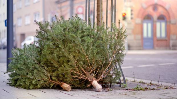 Recyclage des sapins : 176 points de collecte à Paris