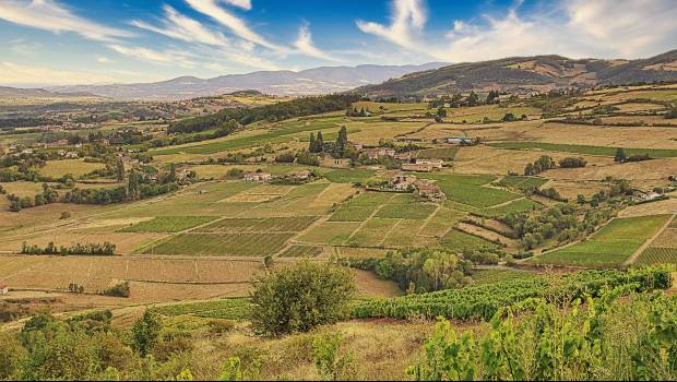 Le Beaujolais dans le vert