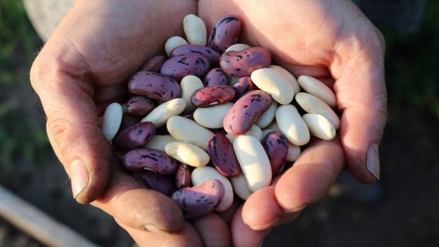 Pour le climat et la santé, divisez par deux votre consommation de viande