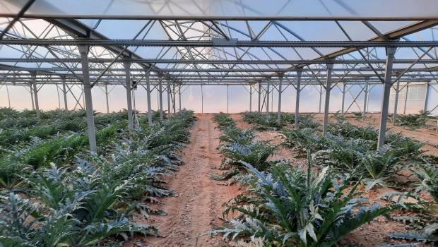 Sun’Agri inaugure sa nouvelle serre agrivoltaïque en Occitanie