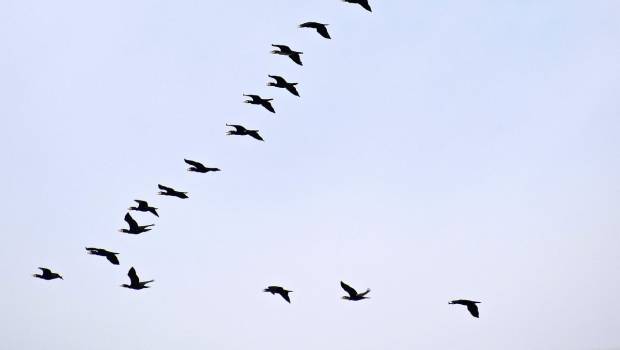 COP 14 sur les espèces migratrices : adoption d'un plan d'action stratégique