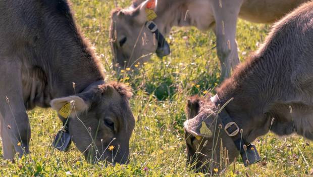 Méthanisation : un guide pour une filière plus durable, par le WWF et GRDF
