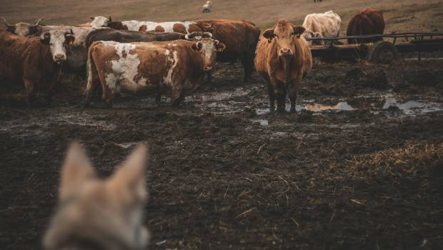 Plan loup : les règles de tirs assouplies et des indemnisations en hausse