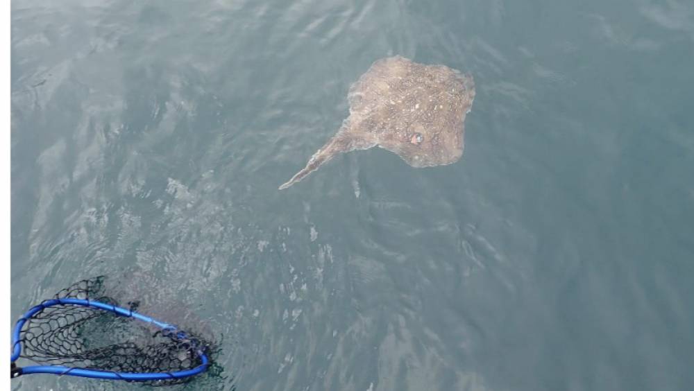 Des poissons sous observation