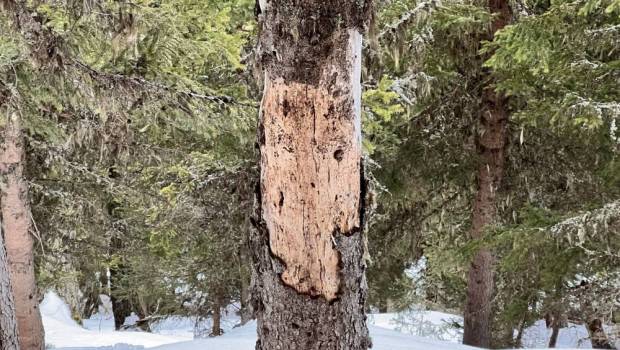 Scolytes : un plan d’urgence du gouvernement pour aider la filière forêt-bois