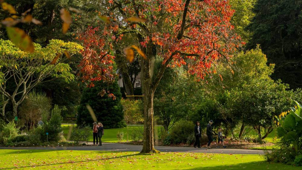 Les élus de Nantes Métropole adoptent une charte reconnaissant l’importance des arbres