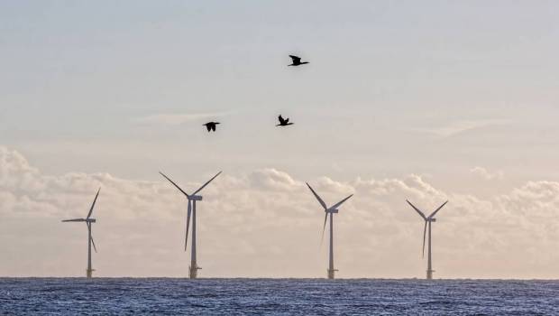 Un premier fonds biodiversité dédié à l’éolien en mer