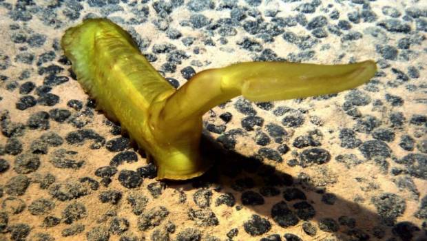 L’Ifremer et Nausicaá alertent sur les dangers de l’exploitation minière des fonds marins