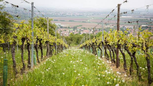 Décryptage : vers une agriculture sans pesticides ?