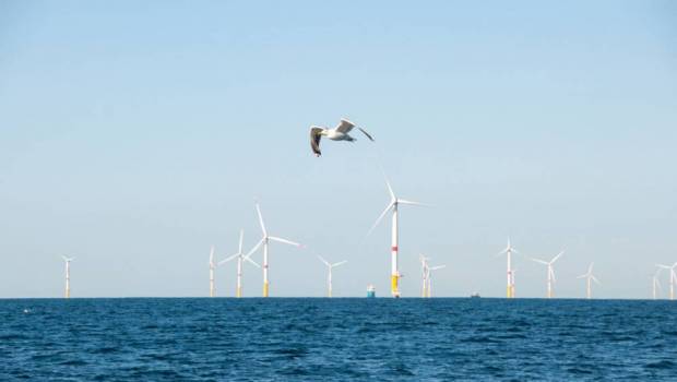 Énergies marines renouvelables : des impacts écosystémiques sous l’œil des scientifiques