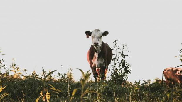 Le Danemark crée une taxe carbone sur l’agriculture, une première mondiale