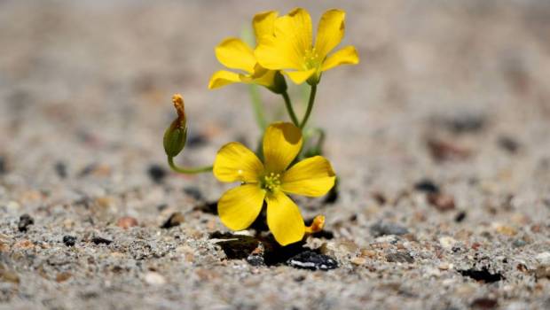 Les 14ème Assises Nationales de la Biodiversité se tiendront du 18 au 20 septembre
