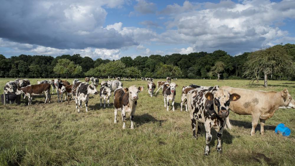 Enquête | Transition agricole : élevage bovin, combien de divisions en moins ?