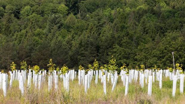 Qu’est-ce que le génie écologique ?