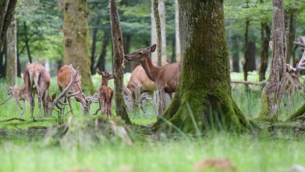 Lancement de la consultation pour la préservation des sols forestiers