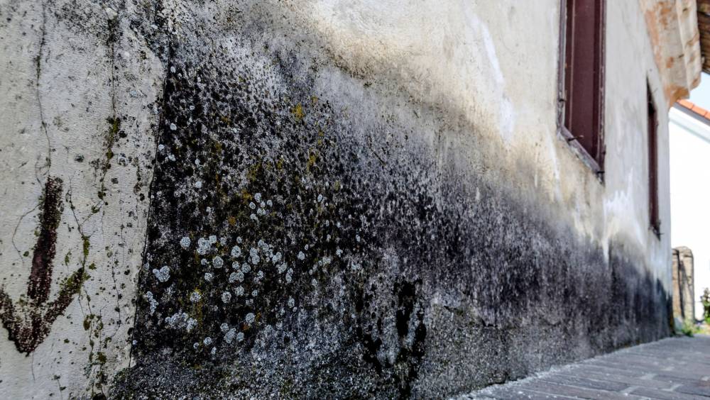 Comment limiter le recours aux produits biocides dans les enduits de façades ?