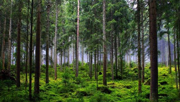 Les nouveaux standards de gestion forestière durable PEFC pour la France entrent en vigueur