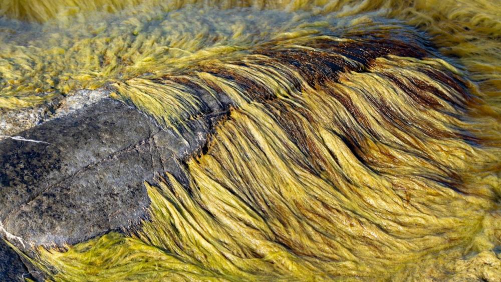 Algues : la collecte en mer, préalable à la valorisation