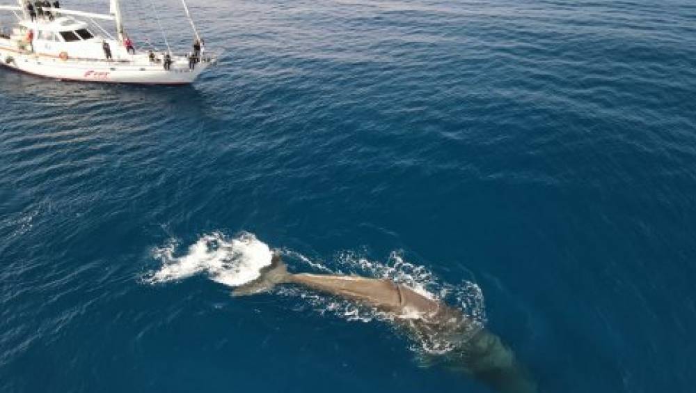Surveillance des cétacés : un moteur pour la biodiversité en Méditerranée