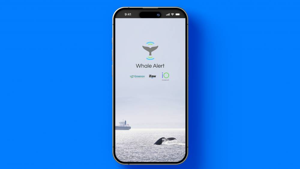Whale Alert : une application mobile pour sauver les baleines débarque en Europe