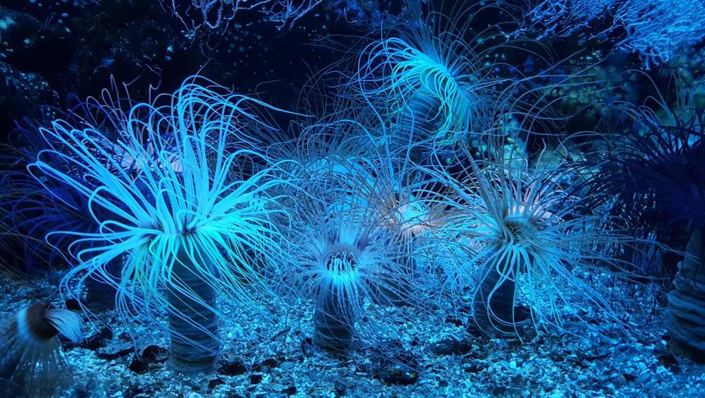 Océan : l’Unesco réclame de l'investissement dans la recherche océanographique