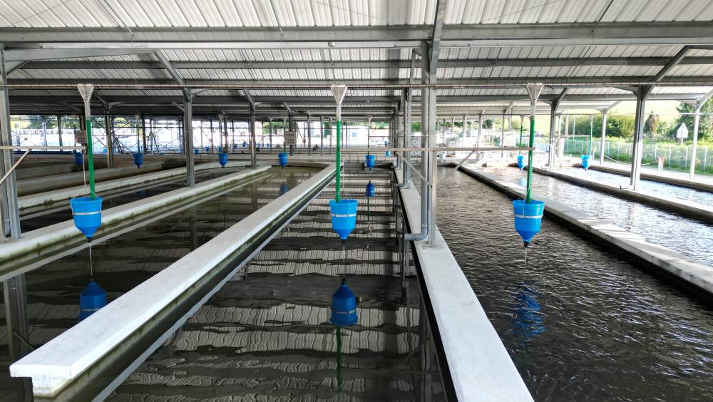 Une pisciculture française dotée d’un système novateur d’eau recirculée