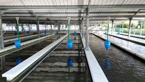 Une pisciculture française dotée d’un système novateur d’eau recirculée