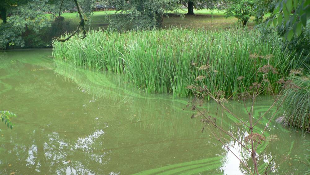 Enquête | Quand il faut choisir entre plan d’eau et cours d’eau