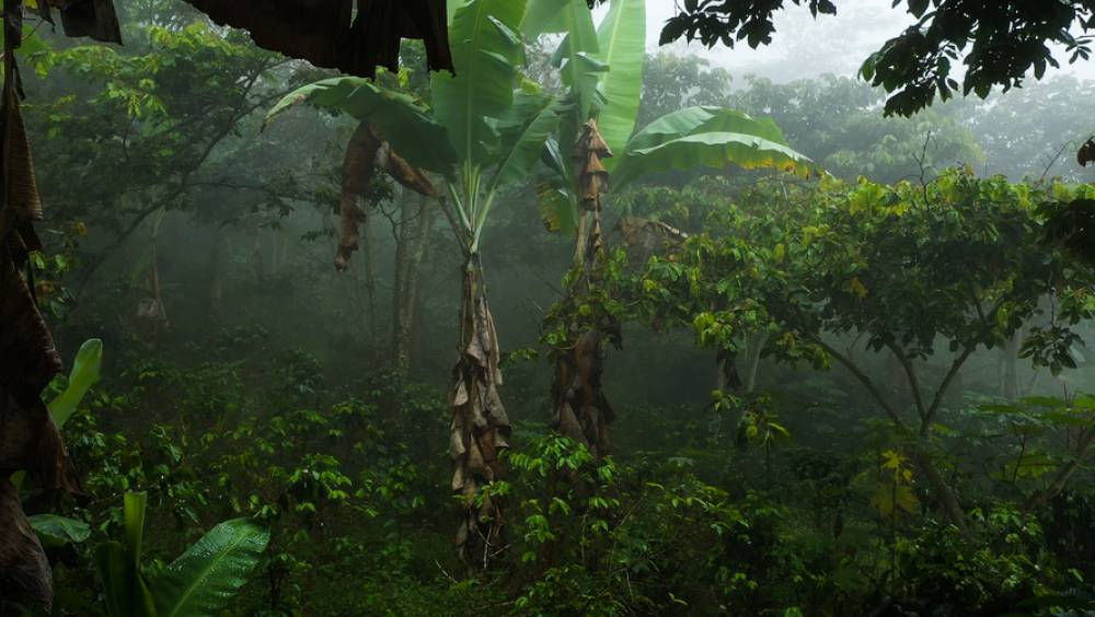 Les arbres d’ombrage des caféières, un atout climatique sous-estimé