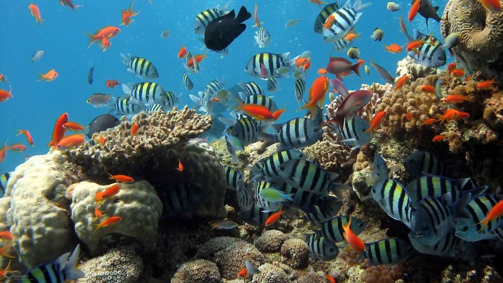 Récifs coralliens : lancement de la 11ᵉ édition de la Palme Ifrecor