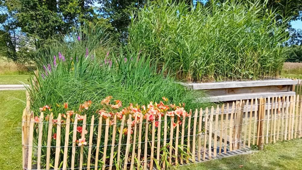 25 000 installations en France : la phytoépuration s’impose dans l’assainissement