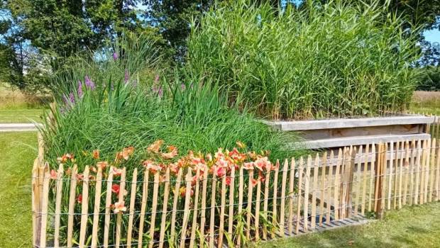 25 000 installations en France : la phytoépuration s’impose dans l’assainissement