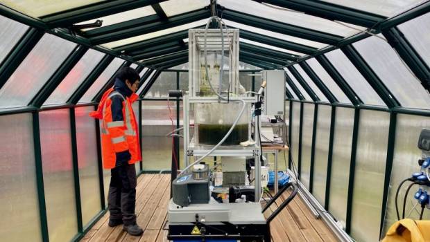 À Strasbourg, des micro-algues au service de l'épuration